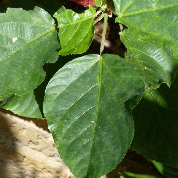 Acalypha hispida Leaf