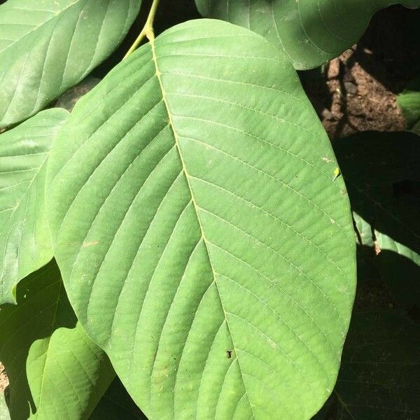 Annona senegalensis Blad