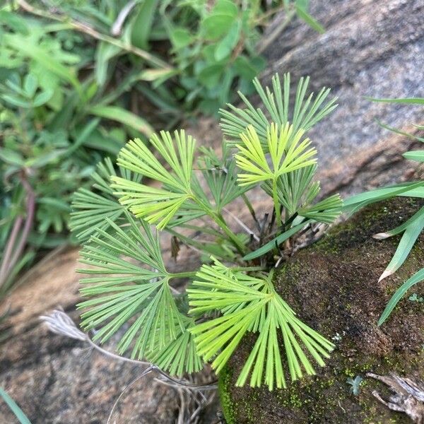 Actiniopteris radiata Fulla