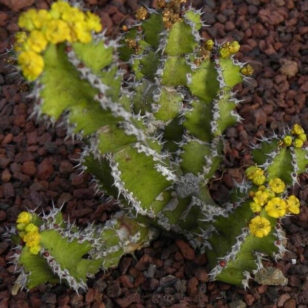 Euphorbia restricta Habitus