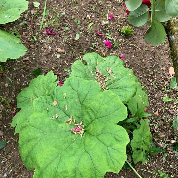 Astilboides tabularis Leaf