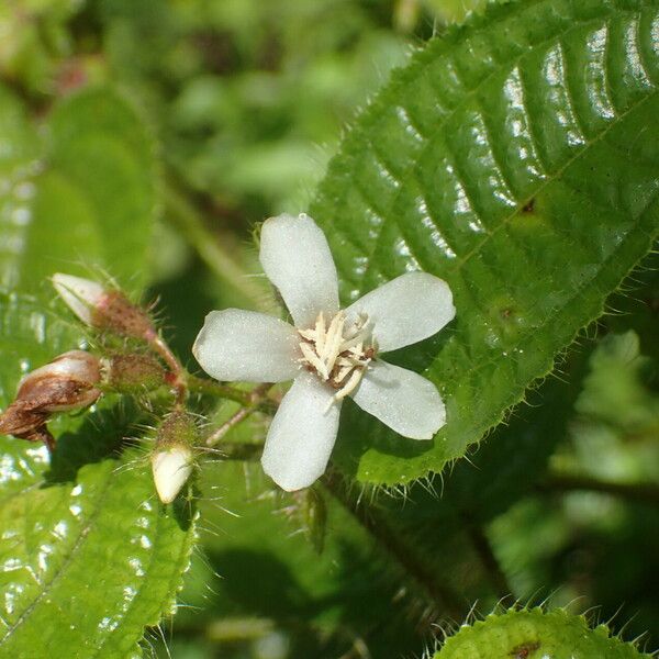 Miconia crenata Flor