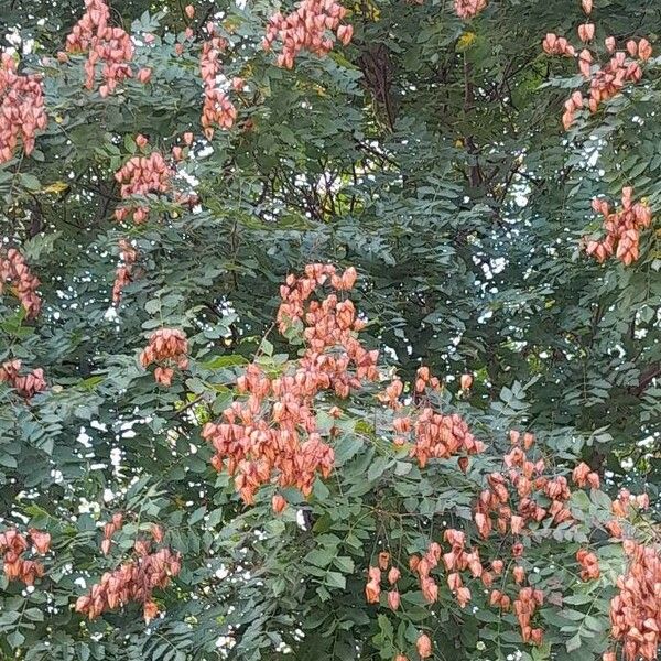 Koelreuteria paniculata Habit