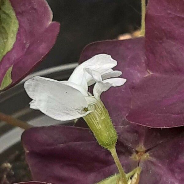 Oxalis triangularis फूल