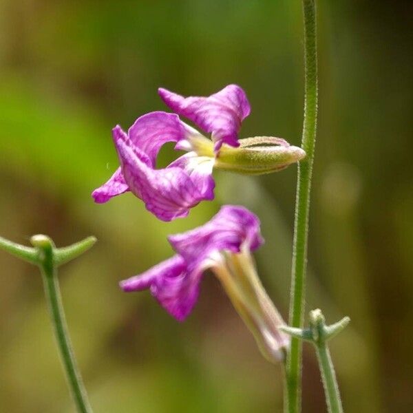 Matthiola longipetala Anders