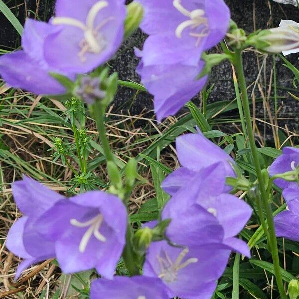 Campanula persicifolia Virág