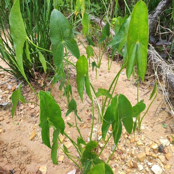 Sagittaria latifolia Buveinė