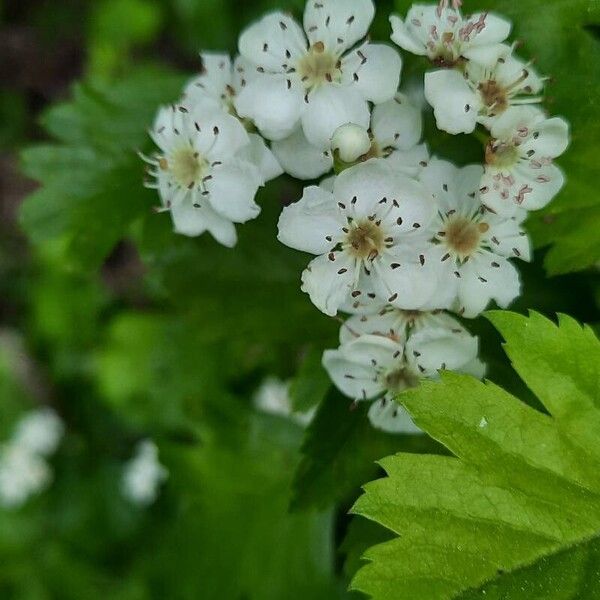 Crataegus × media Кветка