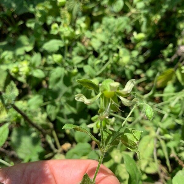 Silene baccifera Цвят