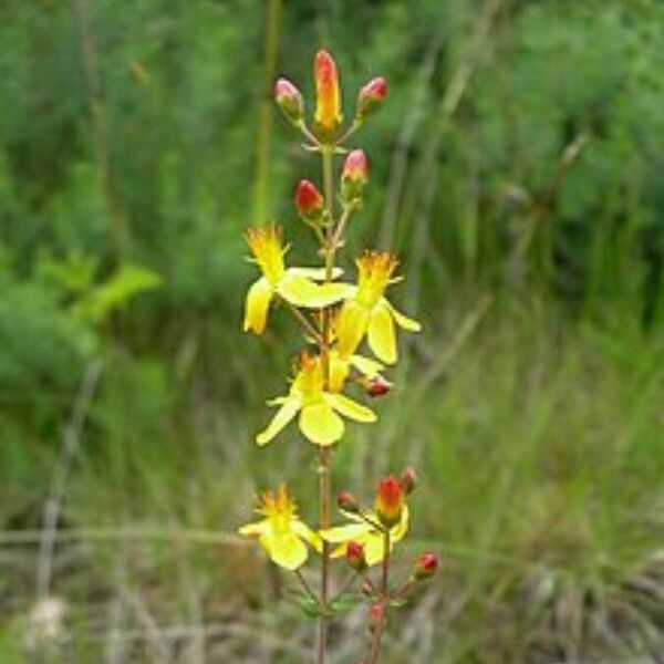 Hypericum pulchrum Habit