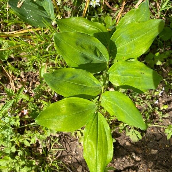 Polygonatum latifolium Foglia