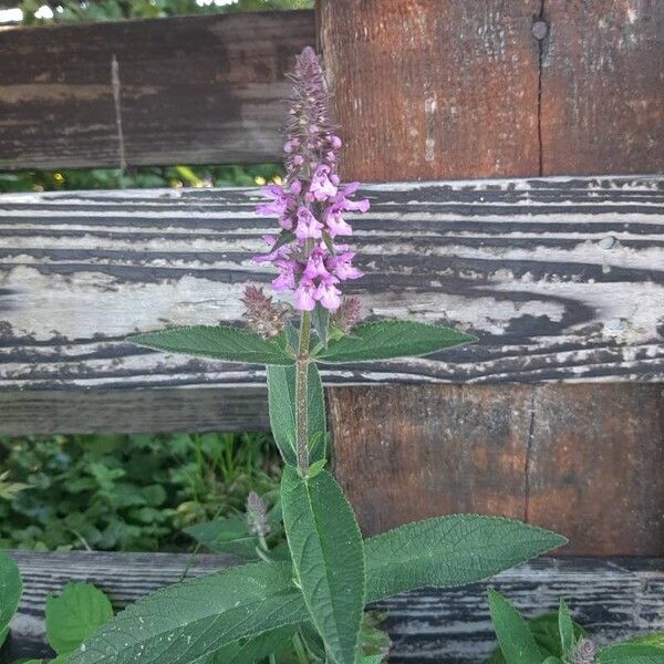 Stachys palustris Lorea