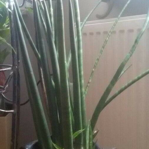 Sansevieria spp. Yaprak