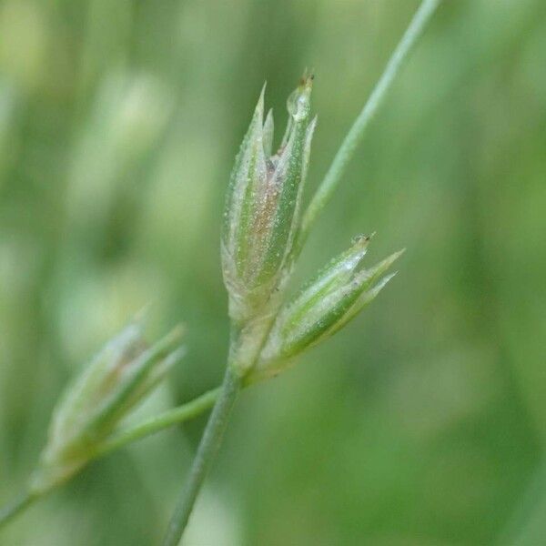 Juncus bufonius Φλοιός