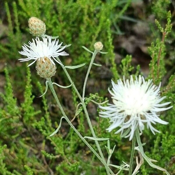 Centaurea diffusa Flor