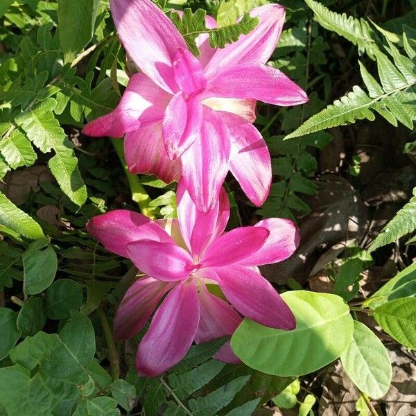 Curcuma aromatica Flor