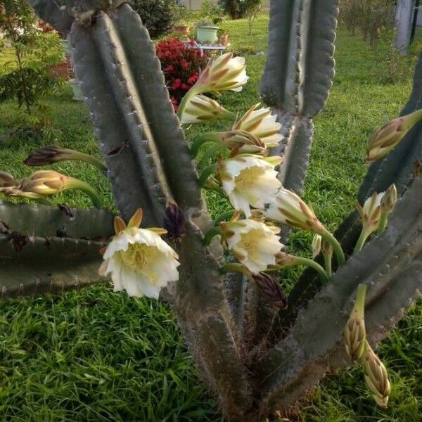 Cereus hexagonus Flors