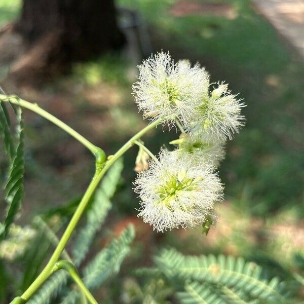 Enterolobium contortisiliquum ফুল