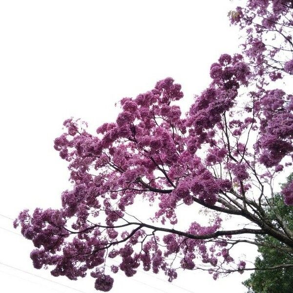 Handroanthus impetiginosus Flower