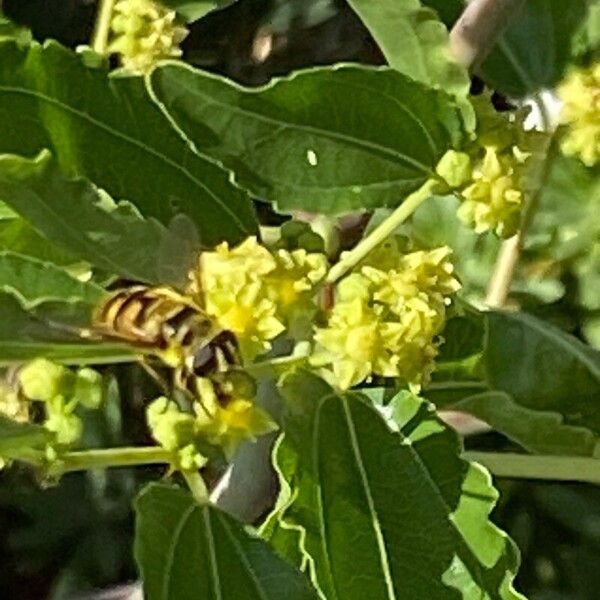 Ziziphus jujuba Flower