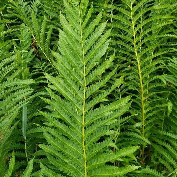 Osmundastrum cinnamomeum Leaf