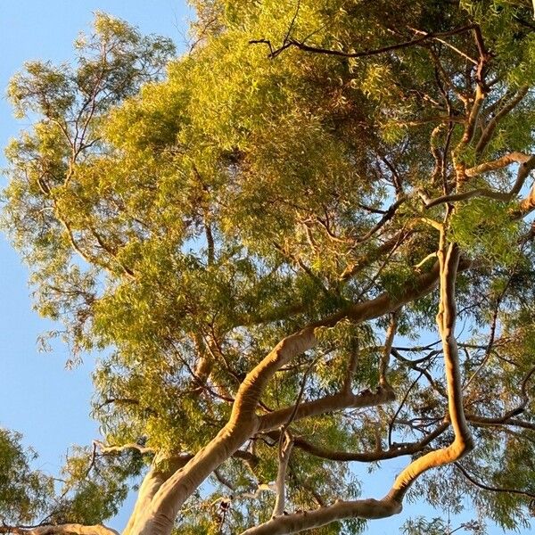 Corymbia citriodora Leaf