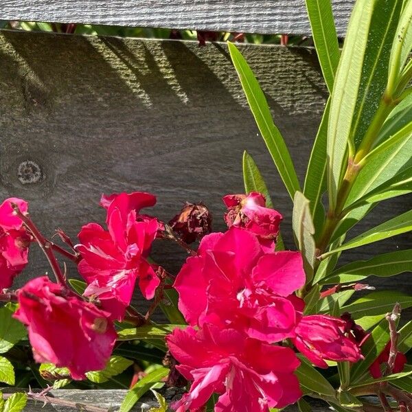 Nerium oleander Flower