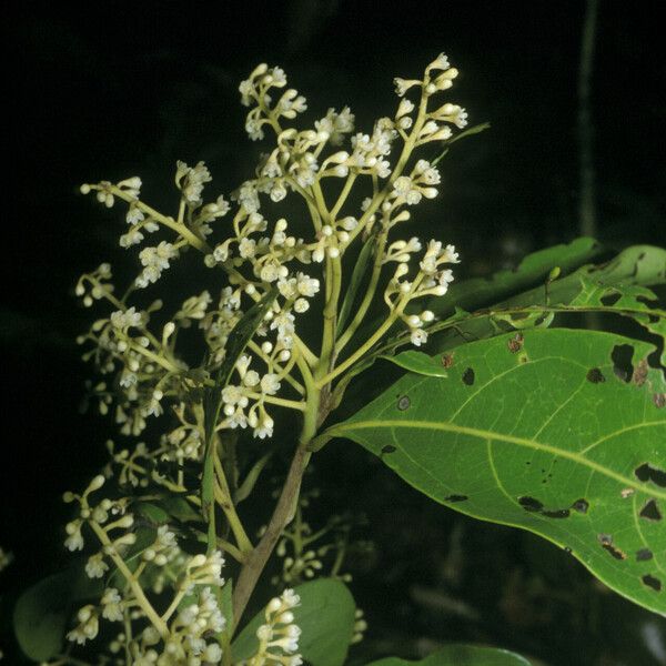 Ocotea cinerea Blodyn