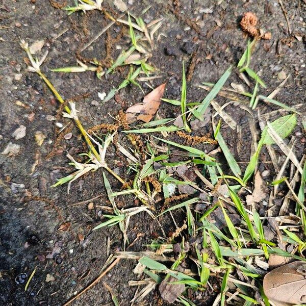 Zoysia japonica 葉