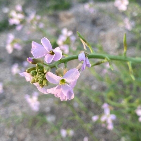 Cakile maritima Fleur