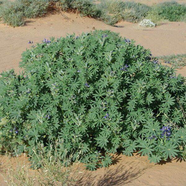 Lupinus digitatus Habit