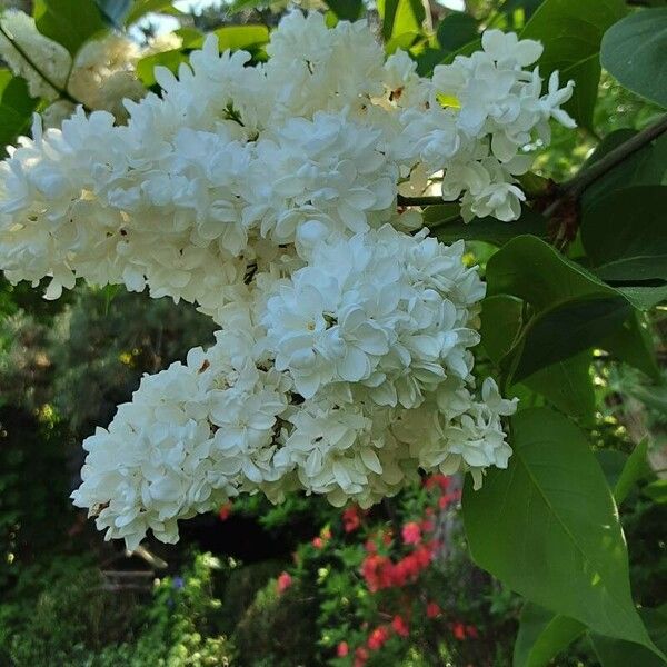 Syringa reticulata Flower