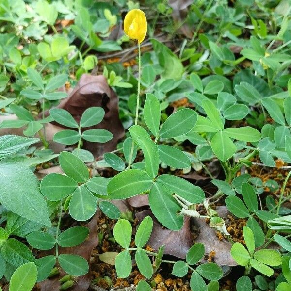 Arachis hypogaea Leaf