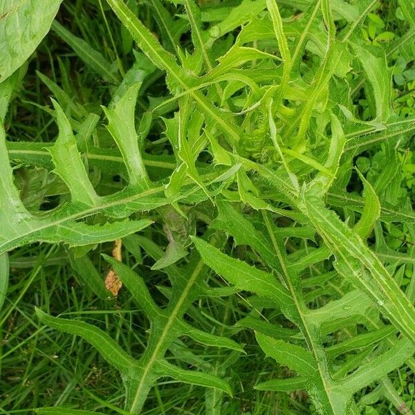 Lactuca canadensis Blad