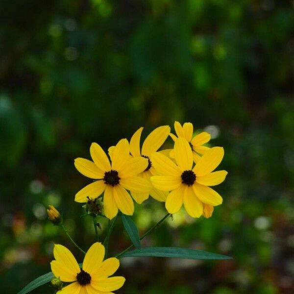 Coreopsis tripteris Flor