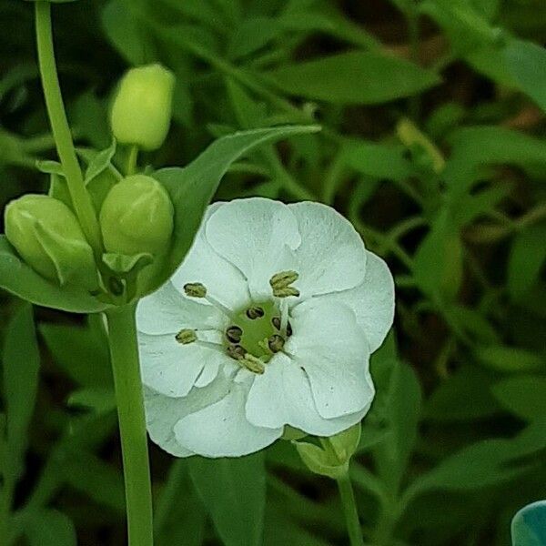 Silene dichotoma Цвят