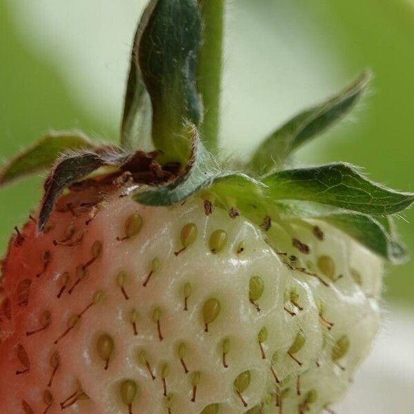 Fragaria moschata Frucht