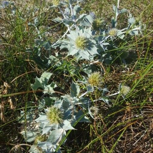 Eryngium maritimum फूल