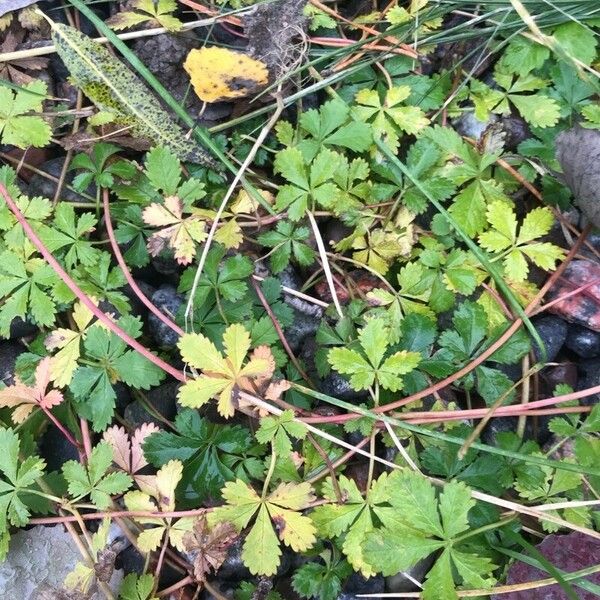 Potentilla anglica Leaf