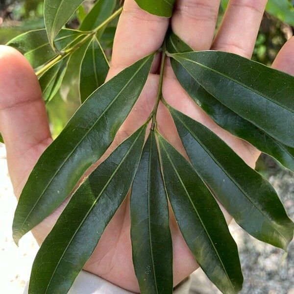 Stifftia chrysantha Leaf