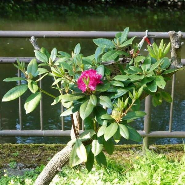 Rhododendron ferrugineum Habitus