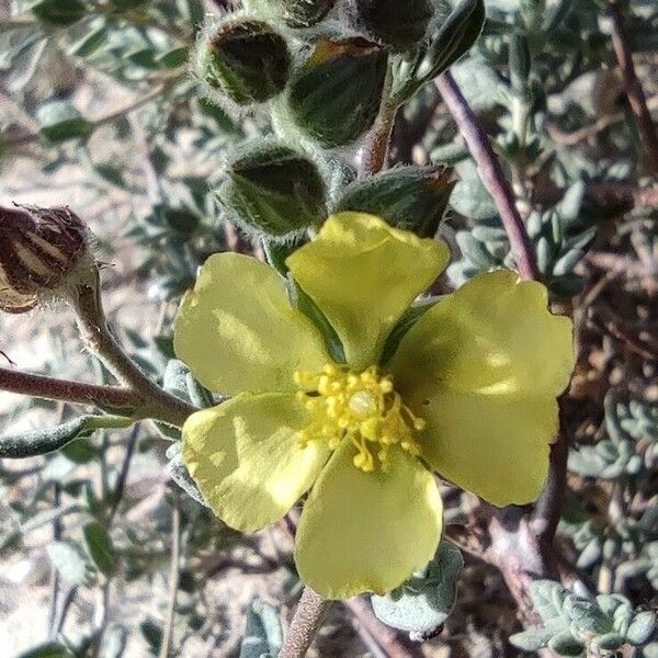 Helianthemum stipulatum പുഷ്പം