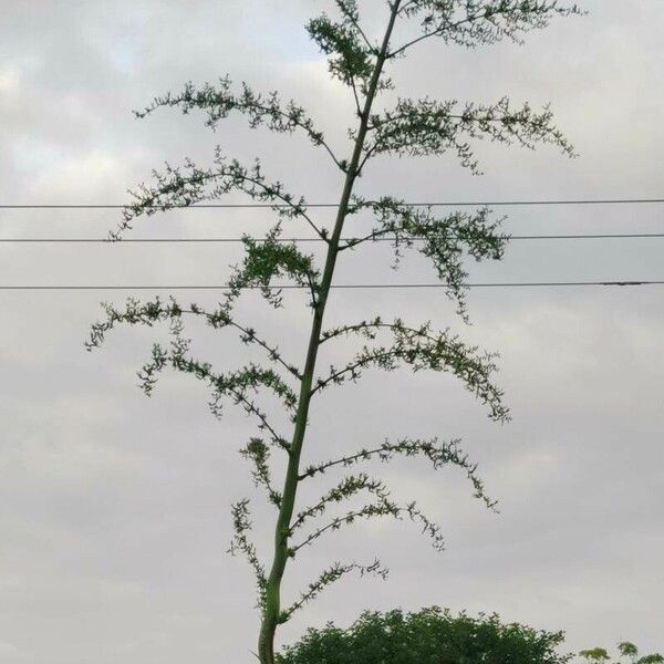 Furcraea foetida Vivejo