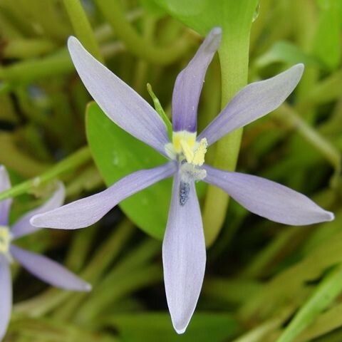 Heteranthera limosa Flower