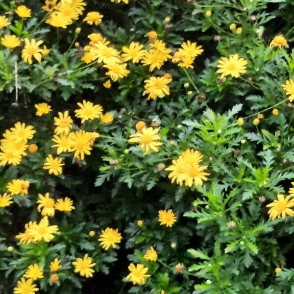 Euryops chrysanthemoides Fiore