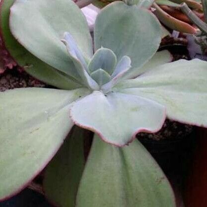 Echeveria gigantea Habit