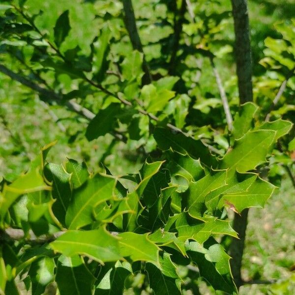 Maytenus ilicifolia पत्ता