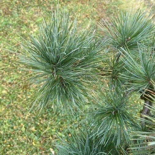 Pinus cembra ഇല