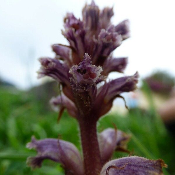 Orobanche minor Bloem