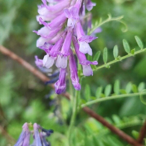 Vicia dasycarpa Blomst